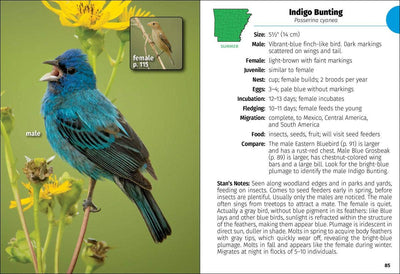 Birds of Arkansas Field Guide