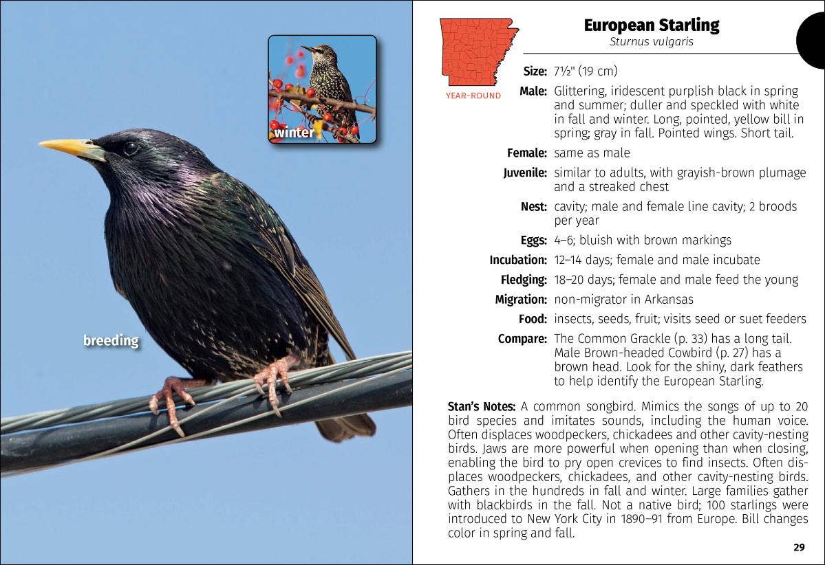 Birds of Arkansas Field Guide